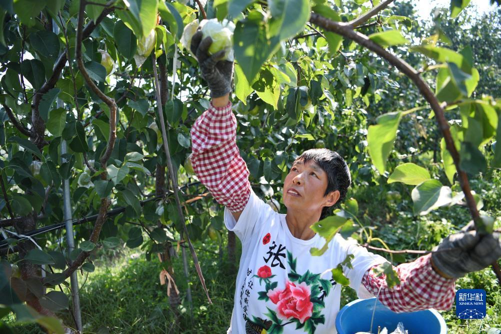 大圣闹海捕鱼下载